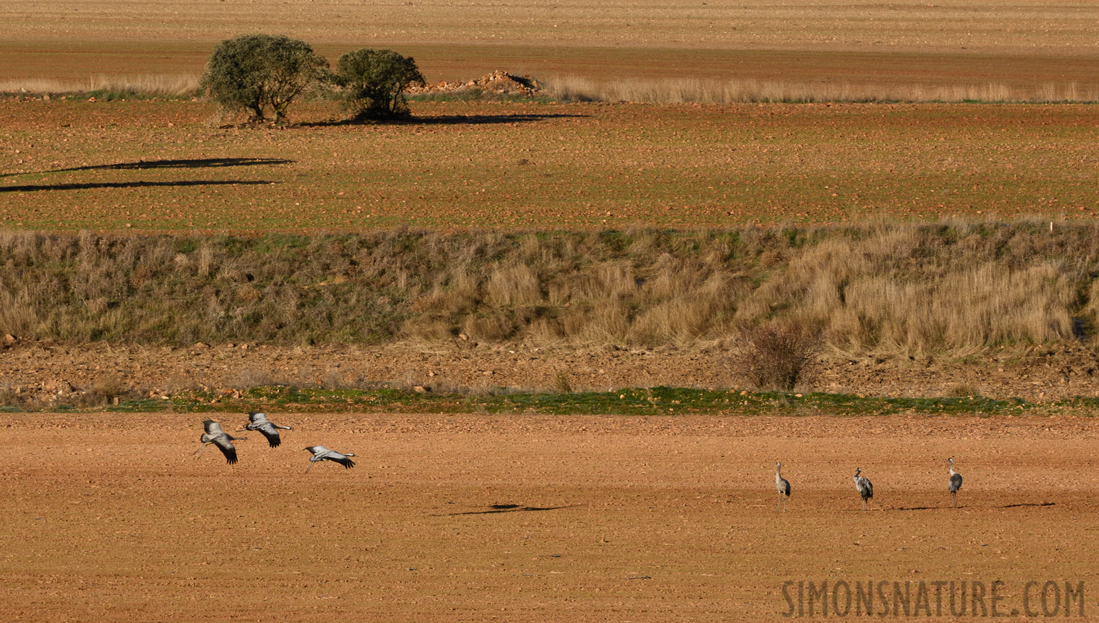 Grus grus [400 mm, 1/640 Sek. bei f / 14, ISO 800]